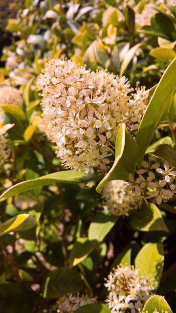 #NotRoses...! 

#IT's a #Spiraea; #OtherwiseKnown as #Meadowsweets or #Steeplebushes... They're like a #LittleBuffet for #Bees...