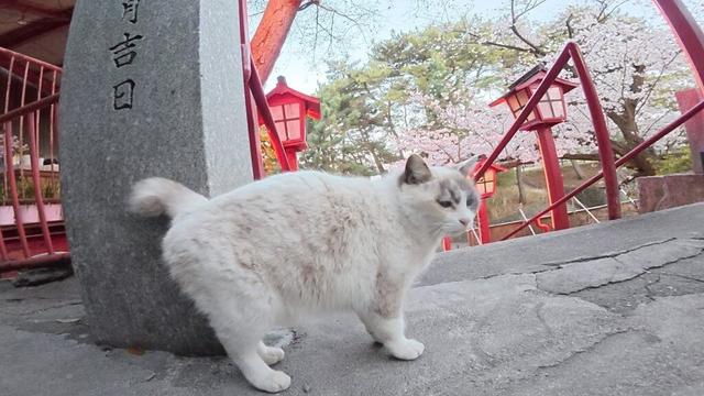 ラグドールみたいな猫がオシャレな神社で仲間の黒猫を探す