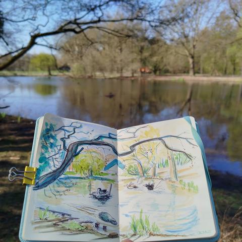 Sketchbook in front of the pond in Fredenbaum Park. The trees are still bare, the first green of spring. In the pond, a coot sits on its nest. The second coot chases away a duck.