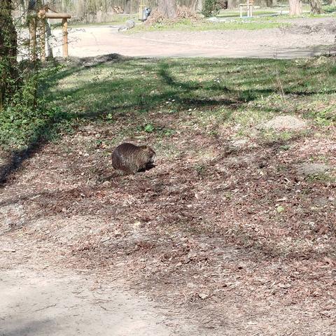 Nutria feeding at the edge of the pond.