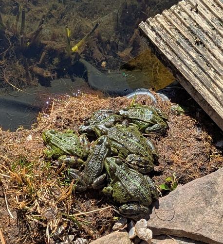 6+ grüne Frösche dicht gedrängt am Gartenteich