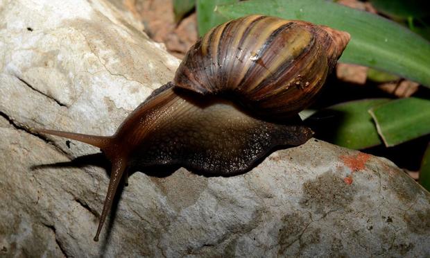 Un caracol (Avatarmin via Getty Images)