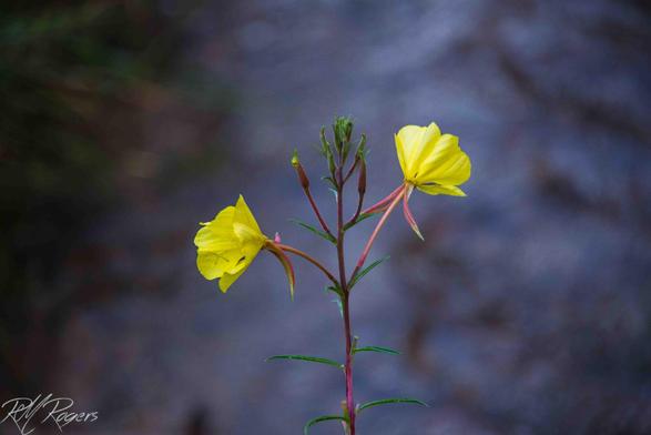 Photograph of a yellow flower blooming in the Utah desert.