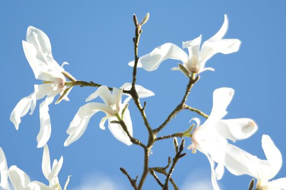 White magnolia flowers, like Wheeling doves, against a blue Spring sky.