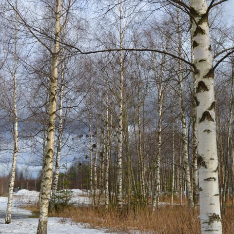 A patch of forest with a number of birch trees in spring. Some snow remains on the ground. The sky is heavily clouded but not overcast.