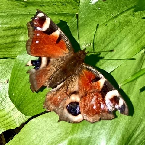 auf leuchtend frühlingsgrünen bärlauchblättern sitzt ein schmetterling mit aufgeklappten flügeln. die sind in der jeweils hinteren hälfte rostrot, die vorderflügel etwas leuchtender orange, bei den hinterflügeln ist der rostton etwas brauner. beide flügelpaare zeigen an der vorderkante schwarz-weiß gestreifte bereiche die nach außen hin in auffällige schwarz-blaue, weiß umringte augenflecken übergehen. der körper des tieres ist braun. dieses tier ist sichtbar älter, schon öfter einem vogel entkommen, leicht ramponiert mit ausgefransten flügelhinterkanten, besonders links.