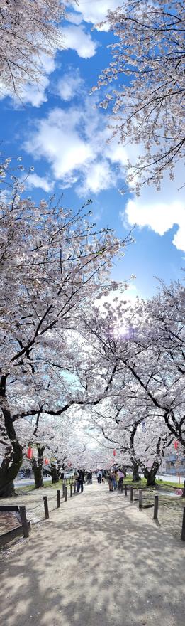 青空と桜並木の縦長パノラマ。