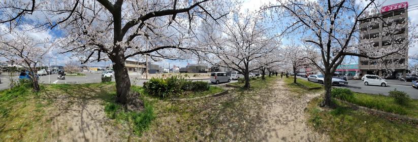 桜並木の横長パノラマ。