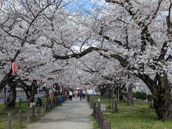 桜並木の中に赤い提灯がぶら下がっている。屋台も出てる。