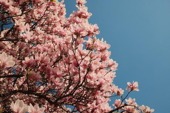 Showas a big magnolia tree during spring. Tree is illuminated by sunlight.