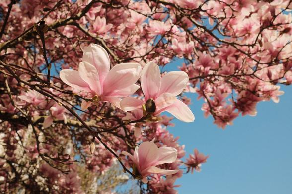 Closer shot of a magnolia tree