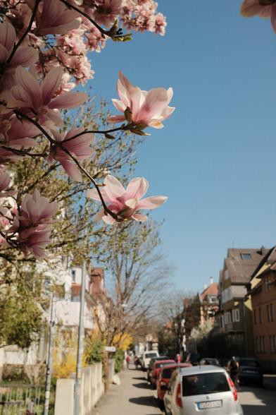 Street with a magnolia tree on top