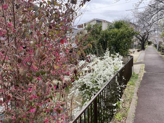 Strolling path lined by sakura cherry trees and various flowering plants along the Akutagawa on Osaka Prefecture near Kyoto.
