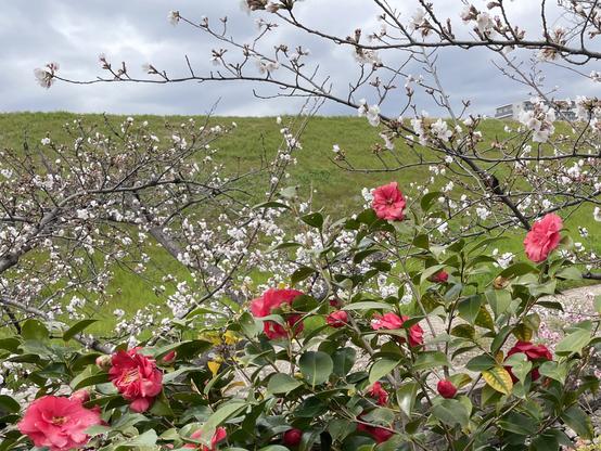 Camellias and cherry blossoms along the riverbank.