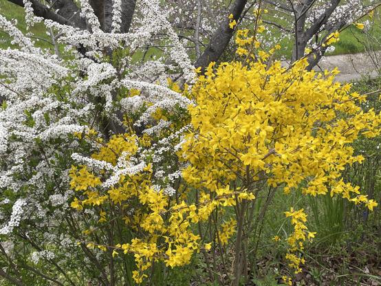 Some of the many colorful plants that come out in spring.