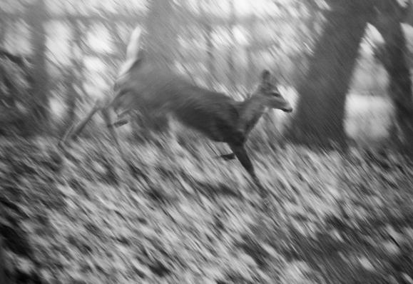 A young deer is captured mid-stride. Because the camera tracked the deer in motion, the relatively slow shutter speed has given a blurred, painterly quality to the surrounding woodland.