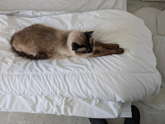 Chat allongé sur une couette, les pattes avant allongé