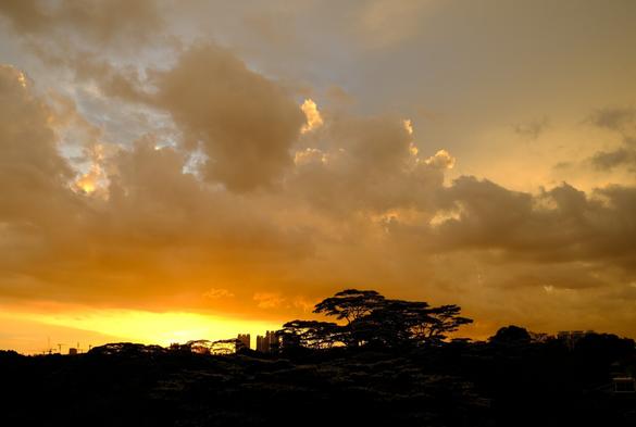 A sunset city skyline with cranes, buildings, trees and broken clouds. There is a bright flame-like glow just above the horizon where the setting sun has lit the clouds, and a gradation of darker yellows and greys around this, with some blue sky showing in the upper part of the photo. In the foreground yellow flowers on the trees catch the glow.