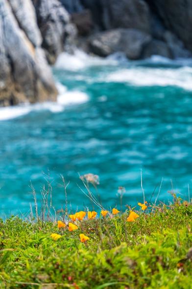 Little orange poppies amidst greenery, with the sea behind. [Fuji X-T5 / Tamron 18-300]