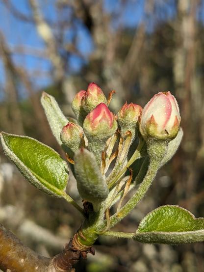 A group of pear blossoms blossoming.