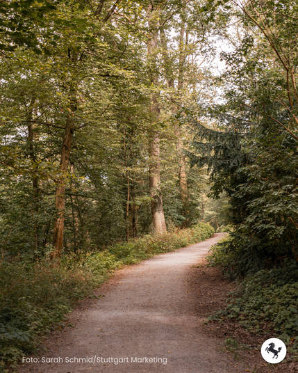 Ein Waldweg schlängelt sich durch den dichten Wald.