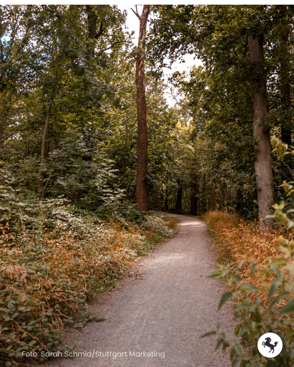 Ein Waldweg schlängelt sich durch den dichten Wald.