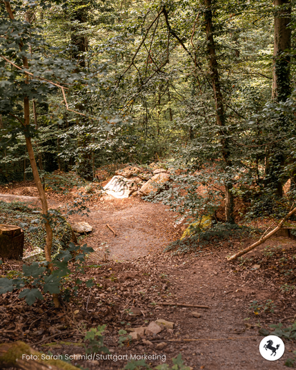 Eine Lichtung mitten im Wald.
