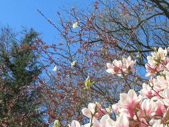 Rechts unten im Bild Magnolienblüten, links oberhalb fliegen drei Rapsweißlinge.