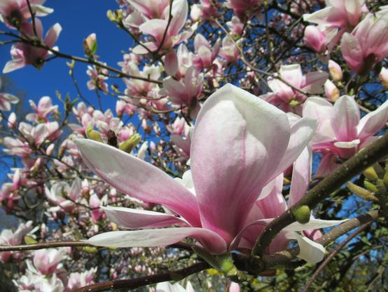 Magnolienblüten vor blauem Himmel