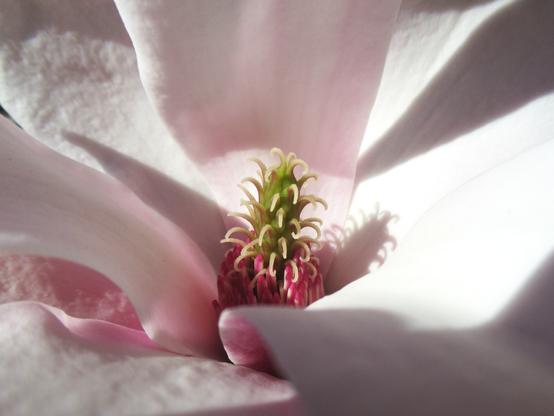 Nahaufnahme einer Magnolienblüte