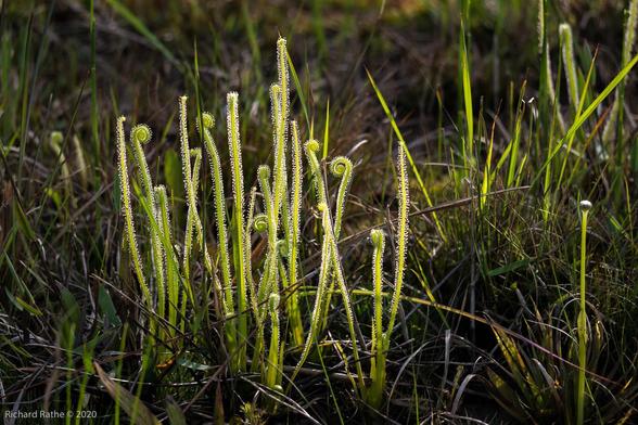 Threadleaf Sundew