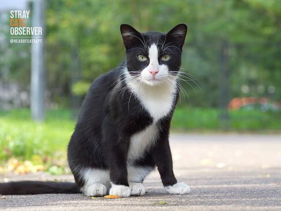 Portrait of a tuxedo cat sitting on an asphalt path
