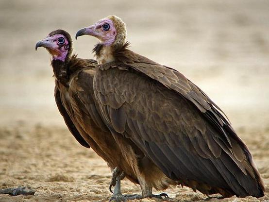 A picture of Necrosyrtes monachus