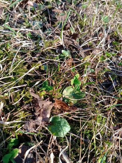 Sammaloituneessa pihanurmikossa kasvaa erilaisia niittykukkia.