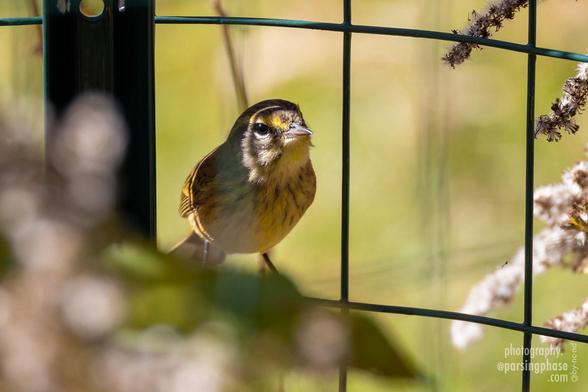 A little yellow-accented warbler perches on a mesh fence, shadowed by plants. Its eye catches a glint of sunlight.