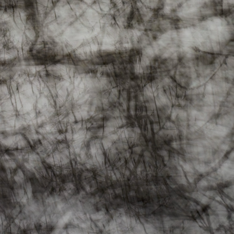 Black-and-white intentional camera movement very abstract image of tree branches