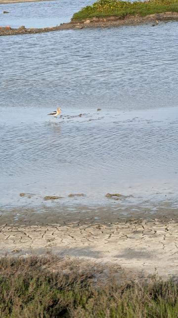 Birds in marshland