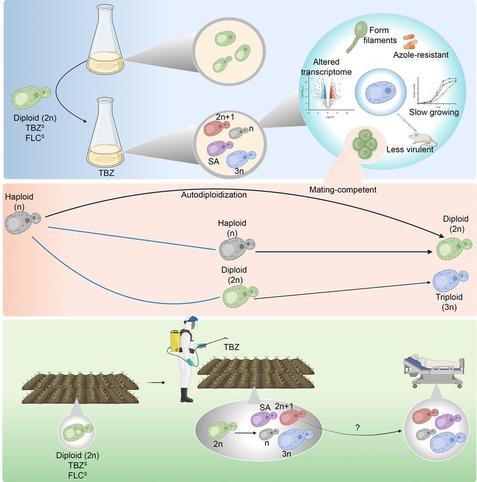 Top: On experimentally evolving drug-susceptible, diploid (2n) C. tropicalis strains in the presence of an agricultural fungicide tebuconazole (TBZ), cells of varying ploidy states can be obtained including haploid (n), triploid (3n), aneuploid (such as 2n + 1) and segmental aneuploid (SA) cells. Owing to the ploidy shifts and an altered transcriptome, haploid cells exhibit resistance to both agricultural and clinical azoles, are mating-competent, and undergo filamentation—all at a fitness cost reflected in the growth rate and virulence. Middle: Mating observed in haploid cells is shown. Mating ploidy states are connected by blue lines, and the resulting ploidy states by black arrows. Bottom: Model depicting the emergence of azole-resistant strains in the farmlands, cross-resistance to clinical azoles and possible transmission to clinics. Created using Biorender.com.