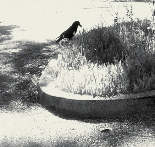 Black and white photo of a raven sitting next to an oval shaped grass island in a parking lot. He looks at the grass in the manner of a person contemplating a buffet.