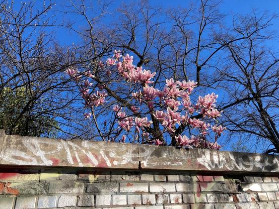 Ein Magnolienbaum ragt über eine Mauer.