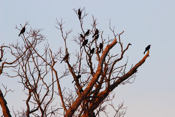 A dozen blackbirds in the bare branches of a treetop.