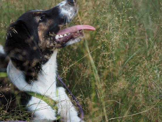 Side profile of a black and white dog with brown markings around the eyes laying on the grass. Dog is looking to right with its mouth open.

Dog is on the left side of the photo and right side has only grass. There is some blurred grass in the foreground creating some interesting details, but it doesn't block the view for the dog.