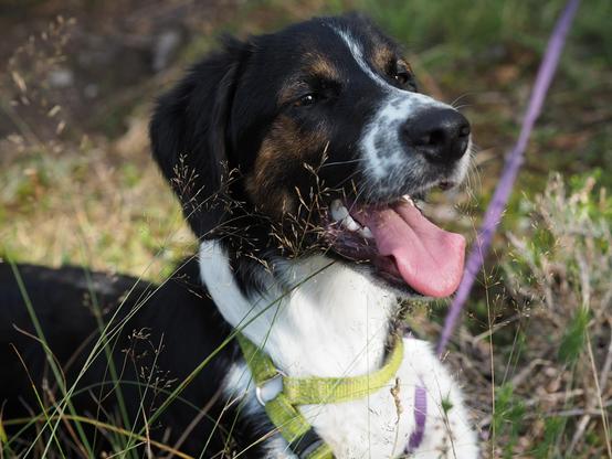 Black and white dog with brown markings around the eyes laying on the grass. Dog is looking towards right and it has his mouth open. Dog is wearing neon green harness and purple leash. There is some grass in the foreground creating some interesting details, but it doesn't block the view for the dog.