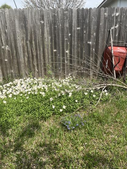 Image of white primrose spreading along fence near a rust wheelless wheelbarrow.