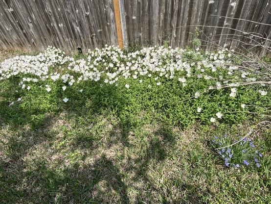 Wider image of blanket of primrose.