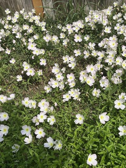 Closeup image of thick blanket of white primrose that appeared along my backyard fence after the rain.