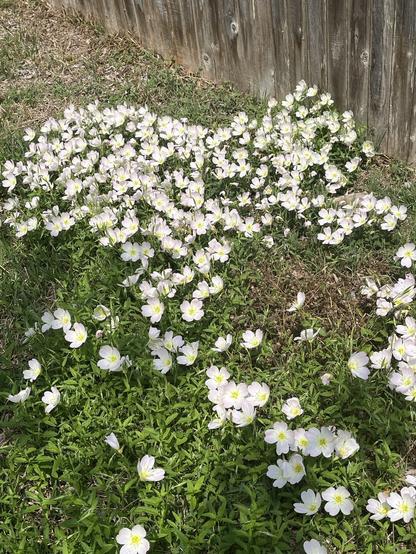 Another close up of spreading primrose bunches. Glorious surprise!