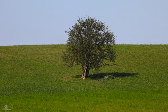 Rooted in Stillness