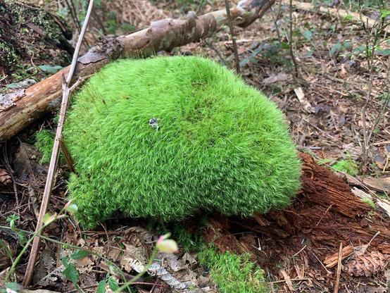 Round, green, furry-looking mass, set on a PNW forest floor. Totally looks like a Tribble from Star Trek. Accompanied by random sticks and part of a rotting deadfall log.
