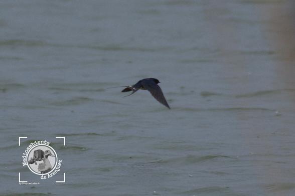 golondrina bajo la lluvia en el mar de Ontígola